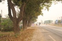 50 cây cổ thụ hơn 50 năm tuổi đã được cứu như thế nào?  