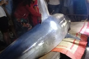 Cá mập xanh nặng 200kg dạt vào sông Bến Hải