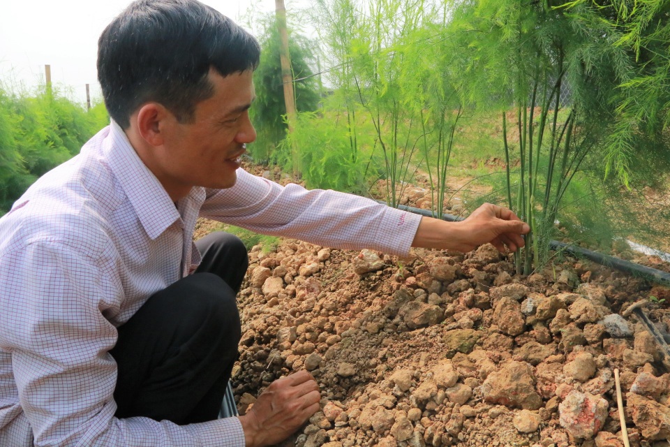 Chủ xưởng cơ khí thu 200 triệu/năm bỏ nghề về trồng măng tây làm giàu - 3 Chủ xưởng cơ khí thu 200 triệu/năm bỏ nghề về trồng măng tây làm giàu - 3