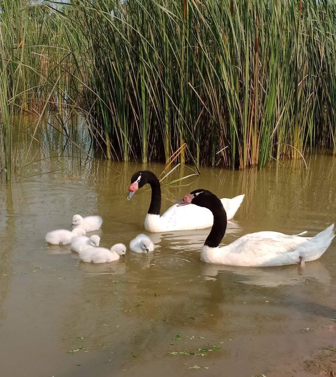 Giữa &quot;tâm bão&quot; dịch Covid-19, Vinpearl Safari đón bé tê giác mới chào đời với cái tên &quot;Chiến thắng&quot; - Ảnh 8.