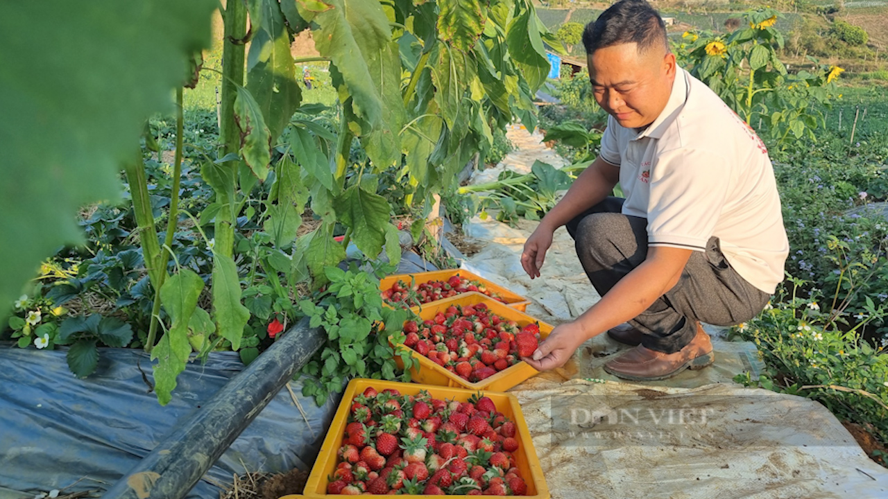 Trồng thứ quả chín đỏ gốc, hái mỏi tay mỗi ngày, nông dân thành tỷ phú - 1 Trồng thứ quả chín đỏ gốc, hái mỏi tay mỗi ngày, nông dân thành tỷ phú - 1