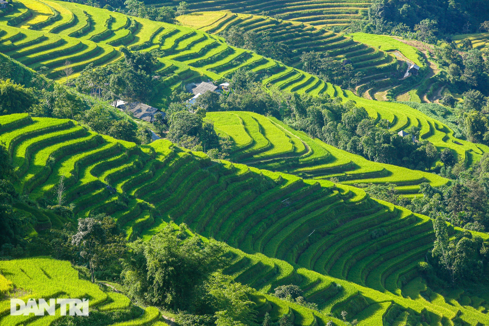 Ngắm mùa vàng bình yên ở Hoàng Su Phì, không lo tắc đường, chen chúc - 3 Ngắm mùa vàng bình yên ở Hoàng Su Phì, không lo tắc đường, chen chúc - 3