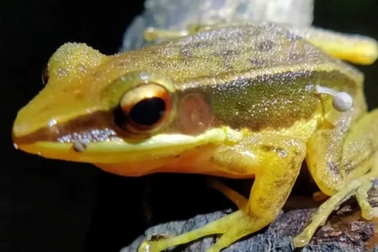 Kỳ lạ cây nấm mọc trên thân ếch sống