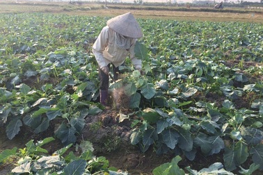 Bán 3 yến su hào mới mua được bát phở