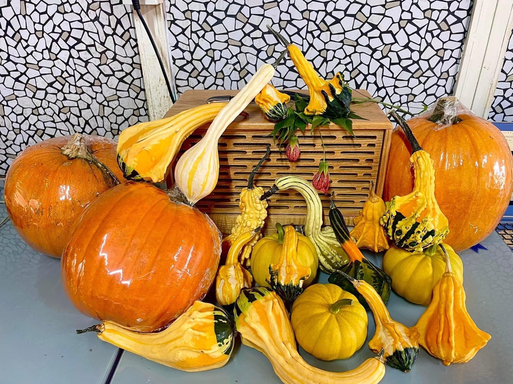 Bí ngô độc lạ tiền triệu, nhà giàu Việt đua nhau săn lùng chơi Halloween - 1 Bí ngô độc lạ tiền triệu, nhà giàu Việt đua nhau săn lùng chơi Halloween - 1