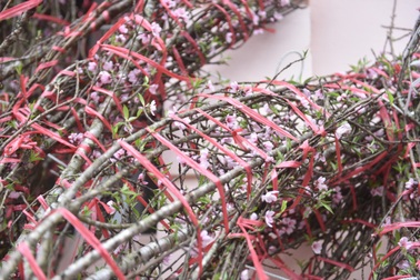 Đào rừng Tây Bắc xuống phố ở Hà Nội