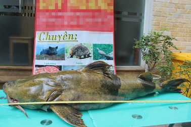 Cận cảnh cá Chiên “khủng” giá 40 triệu đồng tại Hà Nội