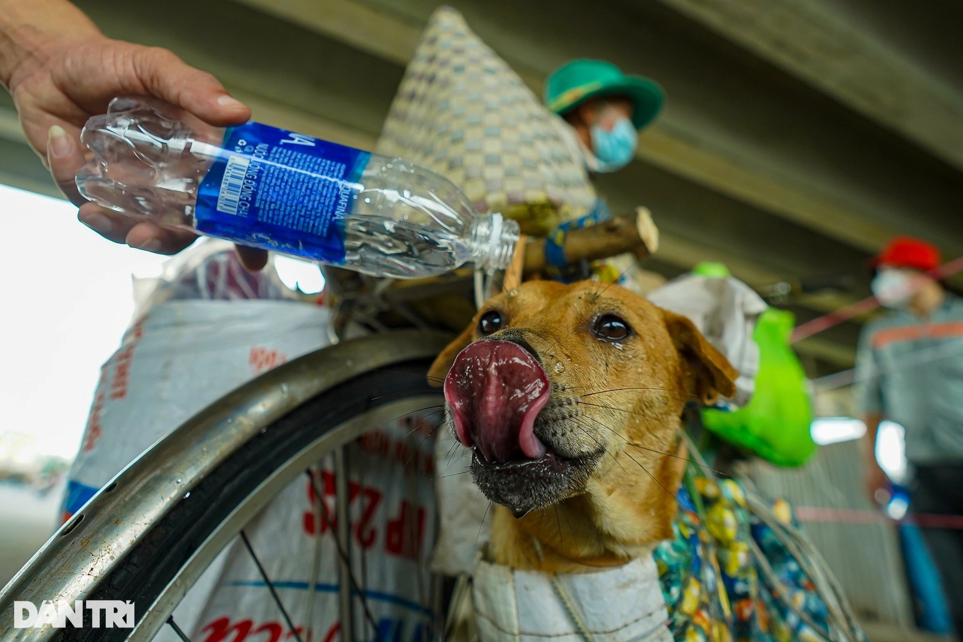 Rưng rưng cảnh lão Hạc đạp xe chở cậu  Vàng từ TPHCM về quê Bến Tre - 8