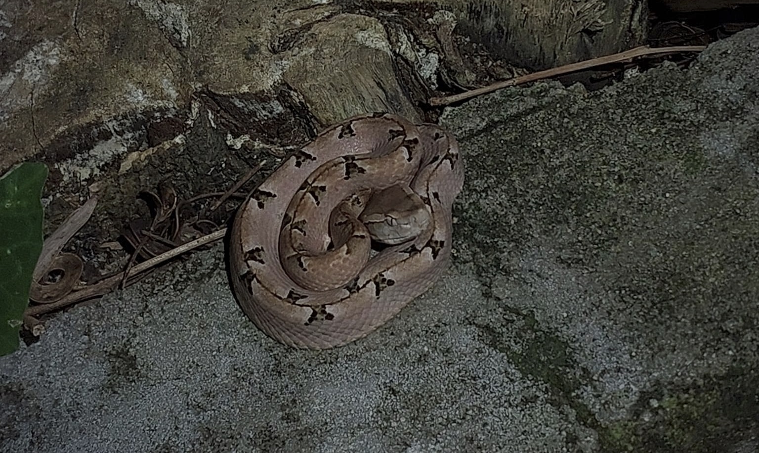 Loài rắn độc nguy hiểm thường gặp tại Việt Nam, được ví như mìn sống - 2