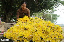 Nhà vườn "hốt bạc" nhờ bán hoa tươi những ngày cận Tết