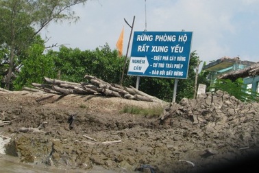 Đề nghị truy tố Trưởng Ban quản lý rừng phòng hộ Năm Căn