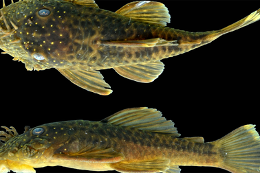 Phát hiện những loài cá xấu xí ở Amazon