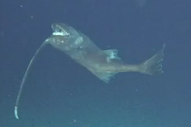 Điều gì khiến loài cá này bơi lộn ngược?