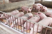 Nghịch lý: Giá lợn hơi giảm 50%, chợ và siêu thị chỉ giảm 10%