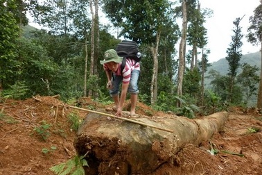 Khởi tố một công ty hủy hoại rừng