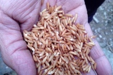 Thu hồi hàng trăm tấn lúa giống kém chất lượng