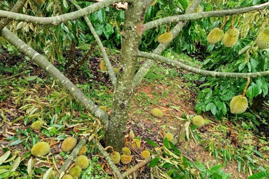 Dông lốc quét qua vườn cây "tỷ đô", nông dân mất trắng hàng trăm triệu đồng