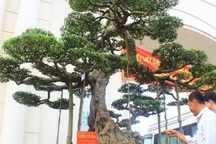 Siêu cây 15 tỷ đồng dáng "Long cổ đại" không bán của đại gia Hải Dương
