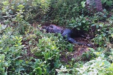 Tá hỏa phát hiện xác chết đang phân hủy ở công viên