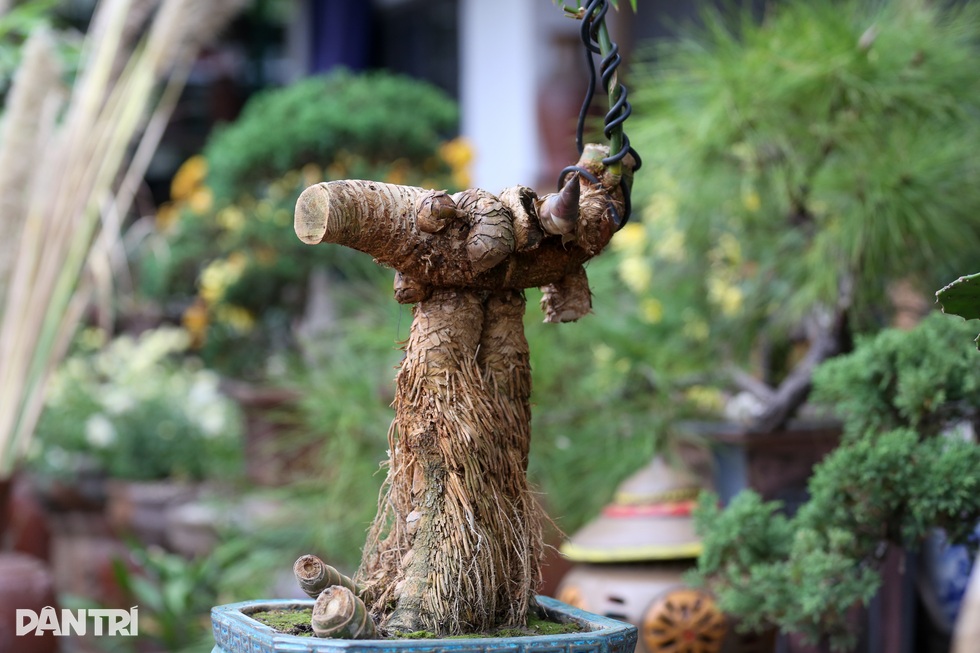 Gặp chủ nhân chậu tre bonsai đặt trong tiệc trà Tổng Bí thư - 5