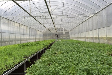 Ra mắt lưới chống côn trùng “made in Vietnam”