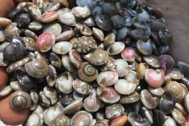 Quảng Ngãi: Kiếm tiền triệu mỗi ngày nhờ trúng mùa ốc gạo