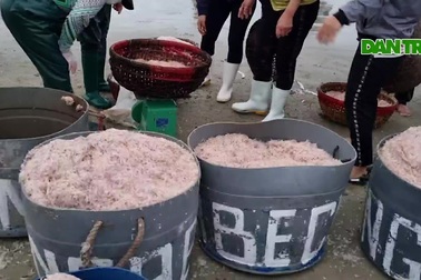 Ngư dân Đà Nẵng được mùa ruốc, bãi biển nhộn nhịp từ tờ mờ sáng