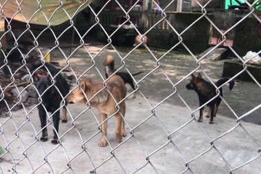 Cục Thú y lên tiếng vụ đàn chó cắn tử vong bé trai 7 tuổi