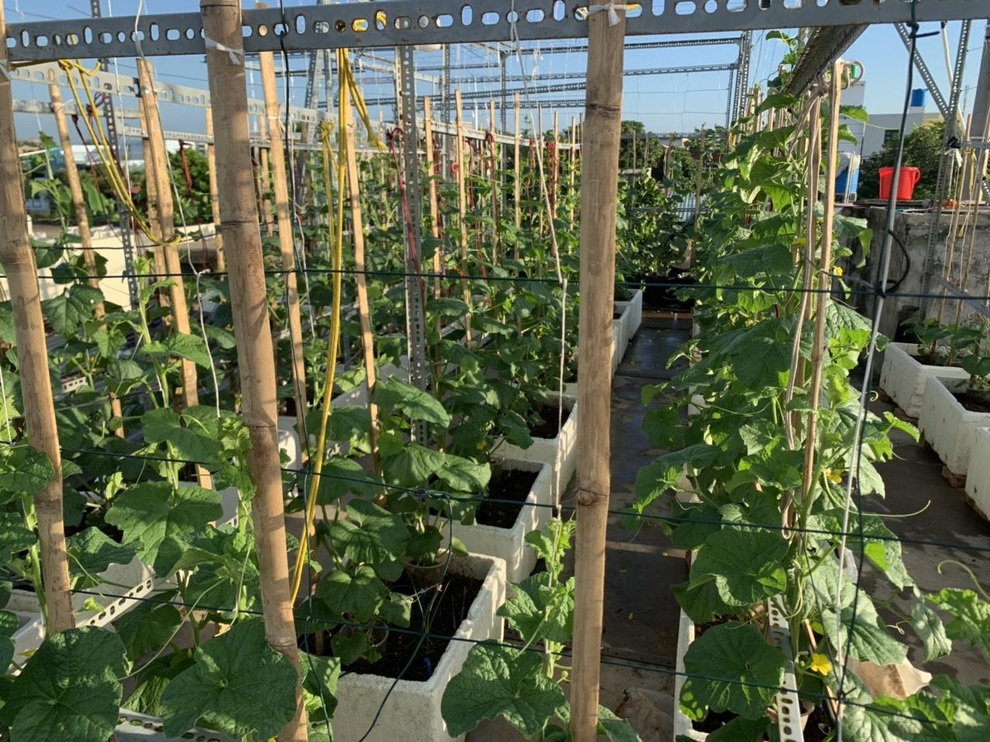 Vườn dưa nằm võng trăm gốc, gia chủ hái mỏi tay hơn 3 tạ/mùa - 1