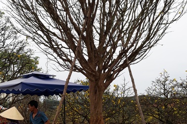 Xuất hiện nhiều cây mai “khủng” tại chợ hoa Tết Đà Nẵng