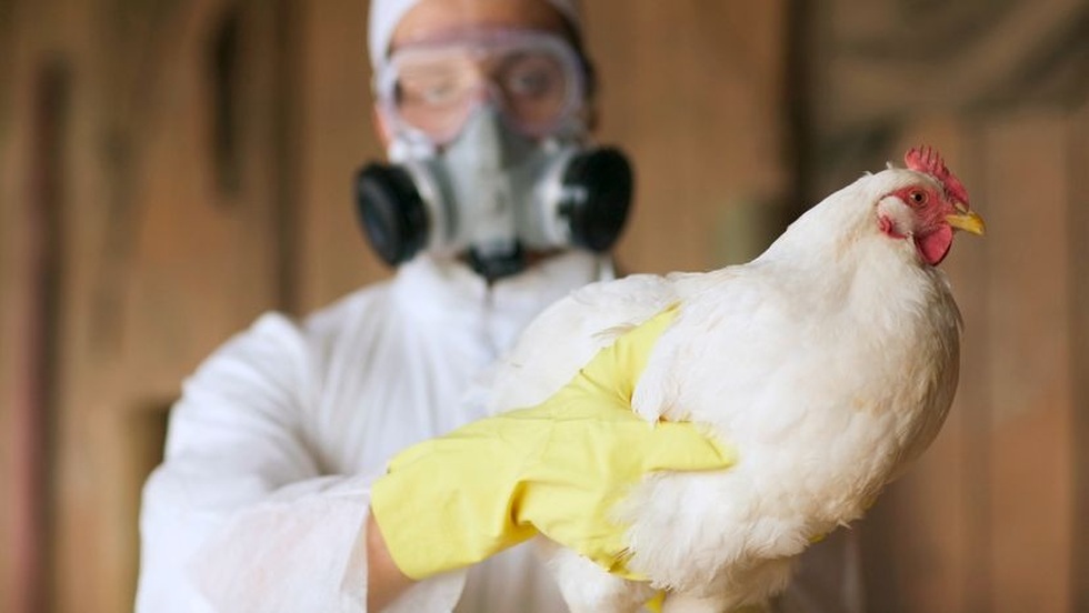Nguy cơ bùng nổ H5N1 từ những người Việt sành ăn, sành chơi - 11 Nguy cơ bùng nổ H5N1 từ những người Việt sành ăn, sành chơi - 11