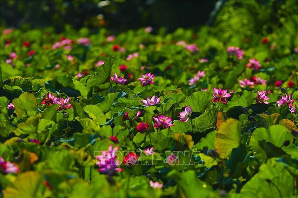 Thơ mộng sen hồng vùng đất cố đô Ninh Bình - 3 Thơ mộng sen hồng vùng đất cố đô Ninh Bình - 3