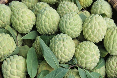 Hạt na có độc tính, nuốt phải có gây hại?