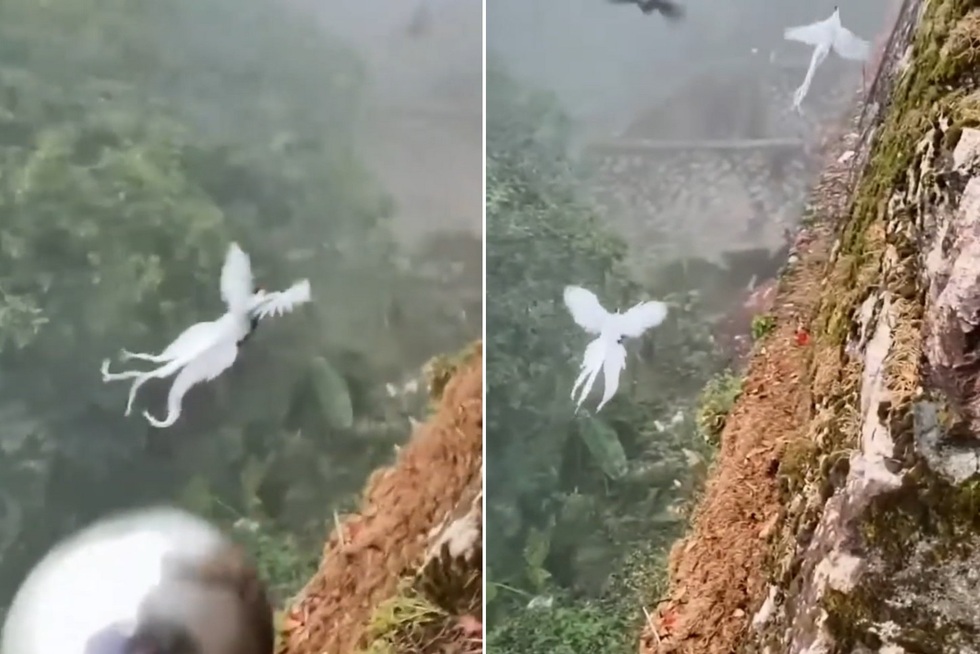 Nổi bật tuần qua: Sự thật về video chim phượng hoàng tung cánh giữa trời
