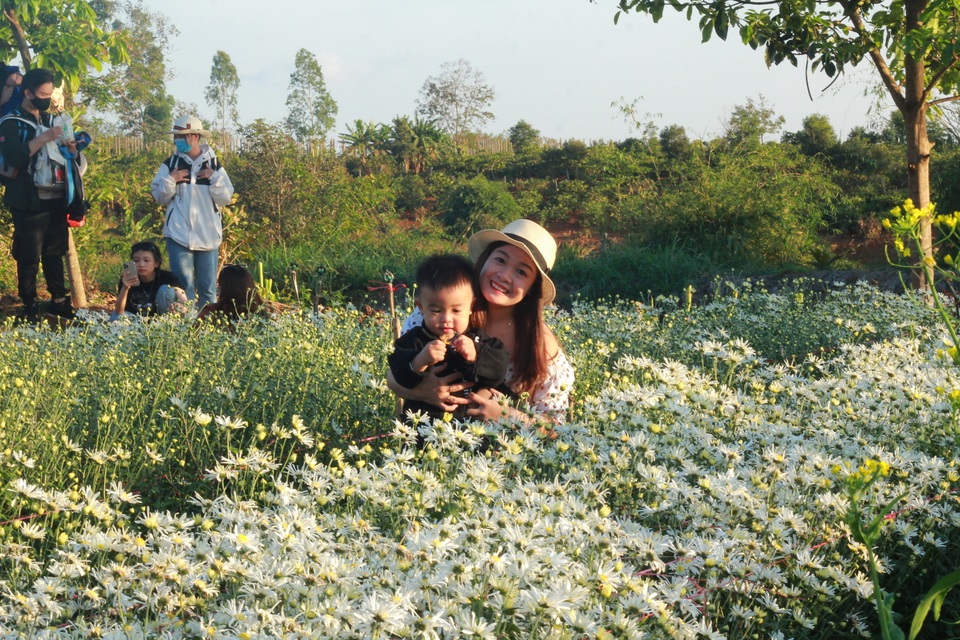 Hoa tam giác mạch, cúc họa mi khoe sắc trên Tây Nguyên - 12 Hoa tam giác mạch, cúc họa mi khoe sắc trên Tây Nguyên - 12