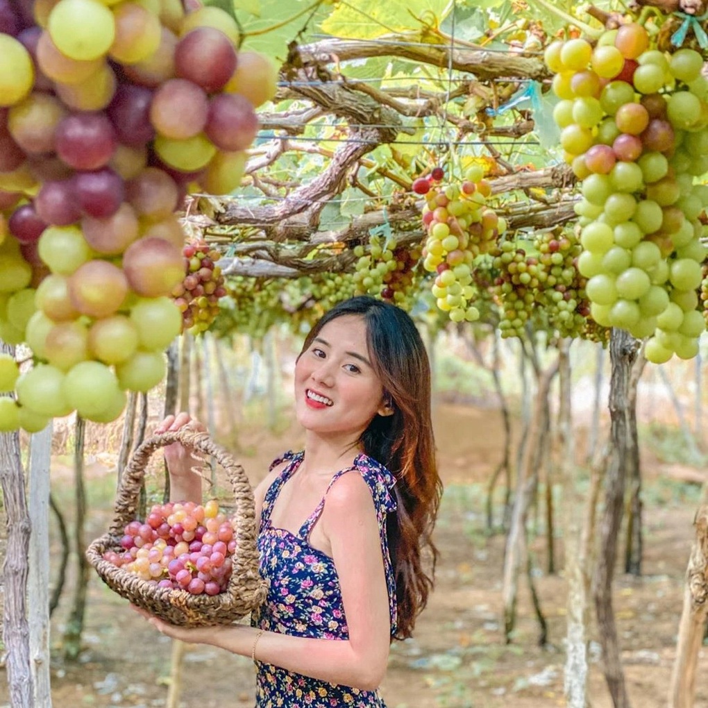 Bli rik på landbruksturisme i Khanh Hoa - 1 Làm giàu từ du lịch nông nghiệp tại Khánh Hoà - 1