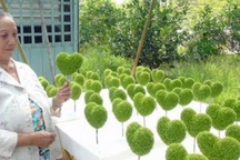 Kiếm trên chục triệu mỗi tháng nhờ nghề lạ: Trồng cỏ may mắn