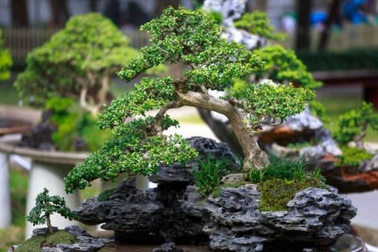 Nghệ thuật bonsai Nhật Bản: Sự kết hợp của thời gian và công sức