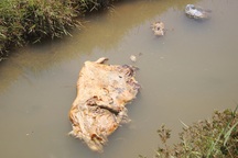 Xác heo chết nổi đầy kênh