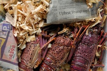 Bị cấm nhập khẩu, tôm hùm Australia tìm đường lậu vào Trung Quốc