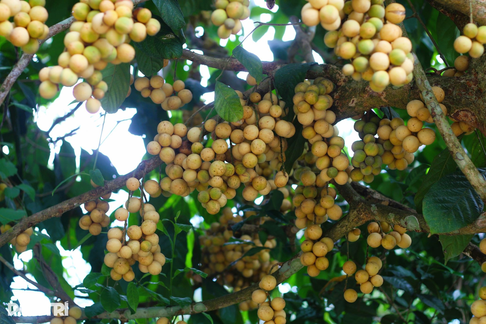 ផលិតផលពិសេសថ្វាយស្តេចតាមរដូវជួយកសិករចេះរាប់លុយជាប្រចាំ - ១ Đặc sản tiến vua vào mùa giúp nông dân đếm tiền đều tay - 1