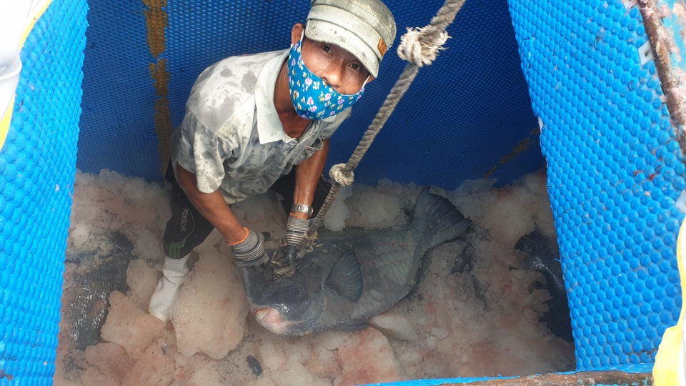 Quảng Ngãi: Trúng cá khủng, ngư dân vẫn lo lỗ vì ảnh hưởng Covid-19 - 1 Quảng Ngãi: Trúng cá khủng, ngư dân vẫn lo lỗ vì ảnh hưởng Covid-19 - 1