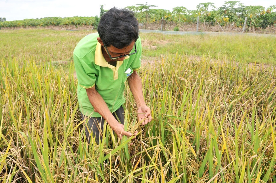 “Nhà khoa học” trình độ lớp 6 nhai đất, lai tạo thành công hơn 50 giống lúa - 1 “Nhà khoa học” trình độ lớp 6 nhai đất, lai tạo thành công hơn 50 giống lúa - 1