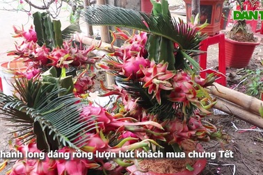 Chậu cảnh thanh long dáng rồng đắt khách dịp Tết