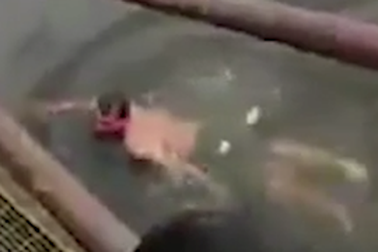 Người đàn ông mất mạng vì tin mình có quyền năng với cá sấu