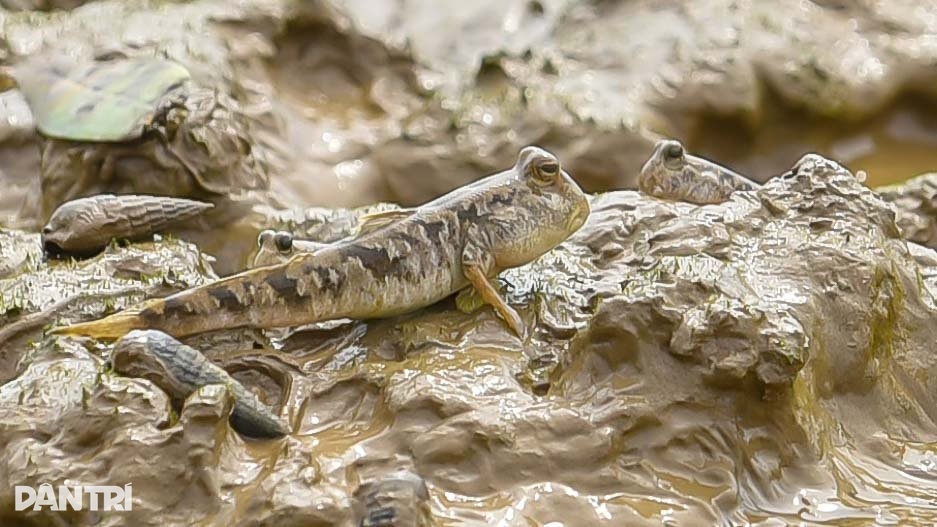 Săn loài cá biết leo cây, ngư dân kiếm nửa triệu đồng mỗi ngày - 1 Săn loài cá biết leo cây, ngư dân kiếm nửa triệu đồng mỗi ngày - 1