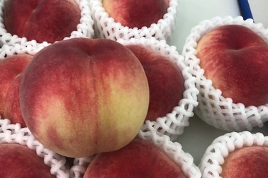 Một thùng đào tiên Nhật Bản có 15 trái. (Clip: Hồng Vân)