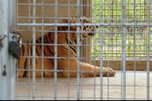 Vụ giải cứu 17 cá thể hổ: Thông tin mới về "số phận" 9 con hổ còn sống