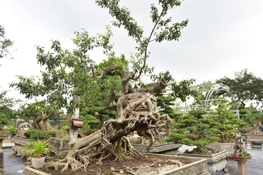 Đại gia xếp hàng, ôm tiền tỷ chờ mua cây sanh Thánh Gióng cưỡi ngựa