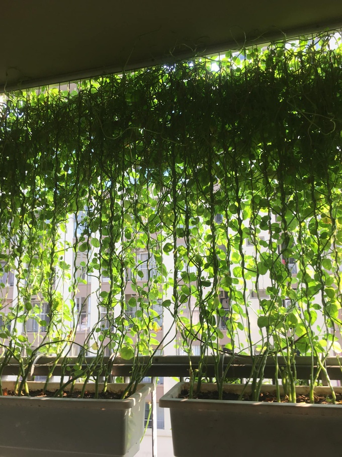Với chi phí 2,5 triệu đồng, bà mẹ Hà Nội trồng đủ loại rau sạch cho các con thưởng thức hàng ngày - Ảnh 12. Với chi phí 2,5 triệu đồng, bà mẹ Hà Nội trồng đủ loại rau sạch cho các con thưởng thức hàng ngày - Ảnh 12.